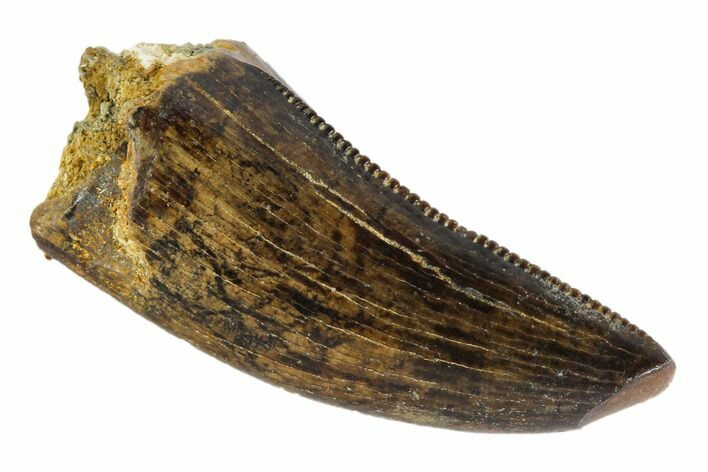 Tyrannosaur Tooth - Judith River Formation #108097